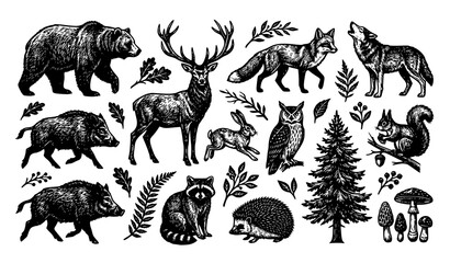 Wild Forest Mammals Wildlife Animals and Pine Trees Hand Drawn Vector Illustration Collection Set © Kolpona