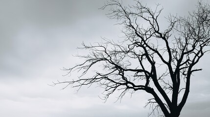 Fototapeta premium dead. Silhouette of barren winter tree with skeletal branches against a pale grey sky. travel magazines, destination branding, designed for travel destination branding, used by it administrators.