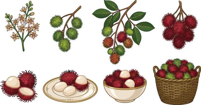 Fresh Rambutan and Pulasan Fruit Vector Illustration Set Featuring Whole Hairy Berries Slices on Plate Blossom Flower Harvest Basket and Green Branch Elements