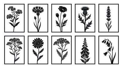 Botanical illustrations set © Nikolas Abraham