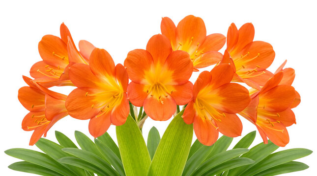 Vibrant orange clivia miniata flowers with green leaves isolated on transparent background for floral design botanical elements blooming houseplant.