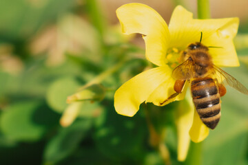 Macro close up view of a honeybee collecting pollen inside a bright yellow flower bloom on a sunny day in the garden with soft green natural background © moryachka