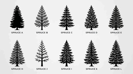 Fototapeta premium Collection of evergreen tree silhouettes