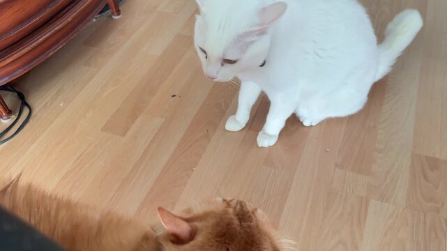 Horizontal video of a white Khaomanee cat and a ginger Siberian cat staring intensely at each other with the white cat preparing to tease or hiss