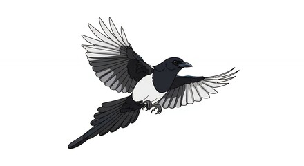 Obraz premium Beautiful magpie bird in flight with black and white feathers soaring isolated on plain white background