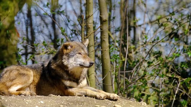 A wolf lies on a rock in a forest during a video shoot