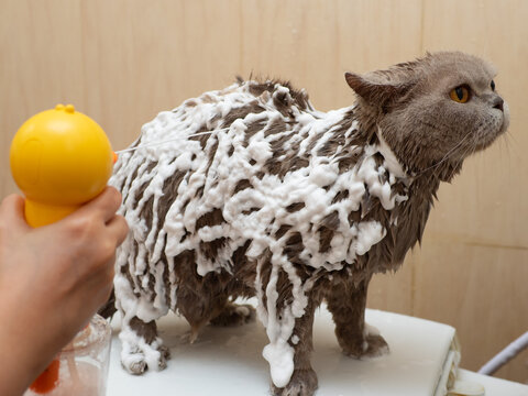 A female lilac British Shorthair cat having a bath with foamed shampoo sprayed all over her coat
