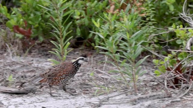 A northern bobwhite quail (Colinus virginianus) in Oscar Scherer State Park, Florida