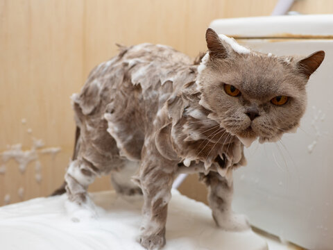 A female lilac British Shorthair cat having a bath with foamed shampoo sprayed all over her coat