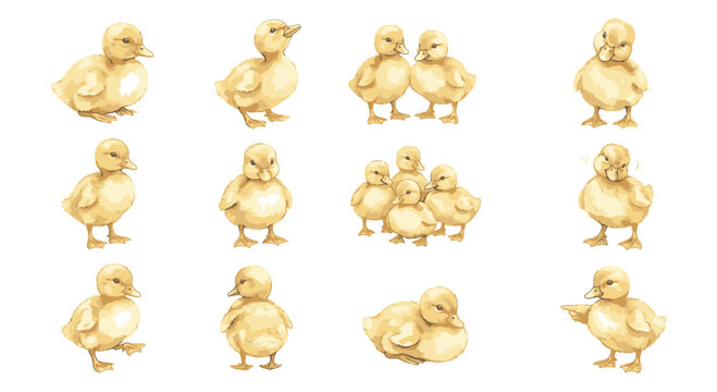 Set of cute little yellow ducklings standing and walking in various poses isolated collection of farm bird animals