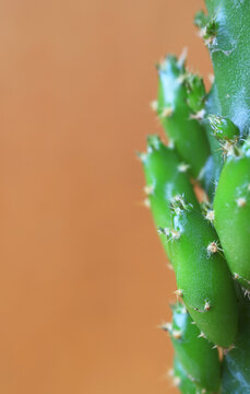 Extreme close up of rhipsalis mini cactus revealing biomorphic geometric patterns
