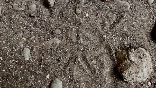 Bird Footprint in the Sand: Close-up view of a delicate bird footprint impressed into damp sand, surrounded by small pebbles and grains of earth, revealing traces of natural life.
