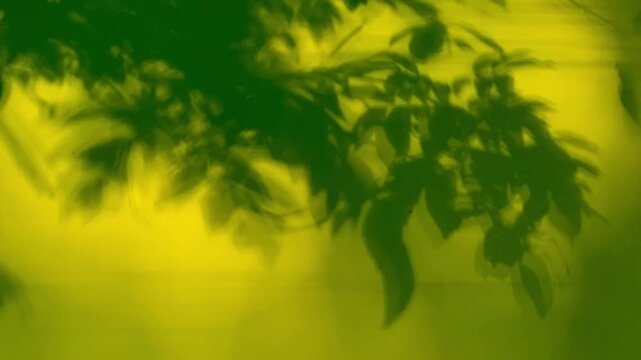 Shadows on Leaves: Abstract play of light and shadow on green leaves, creating a moody and textured natural background with a yellow-green hue.