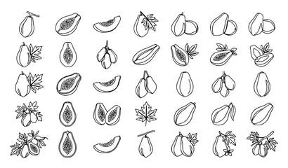 Fototapeta premium Botanical Cardamom Plant Elements Collection with Pods Seeds Flowers and Leaves Outline Vector Set