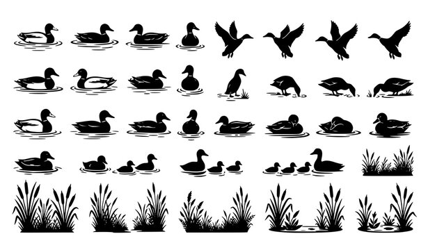 Duck, Flying Birds, Grass and Wetland Wildlife Black Silhouette Nature Vector Collection Set