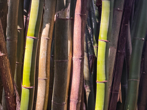 Big bambu trees at  Horto Florestal Parque, in the north of Sao Paulo, Brazil.