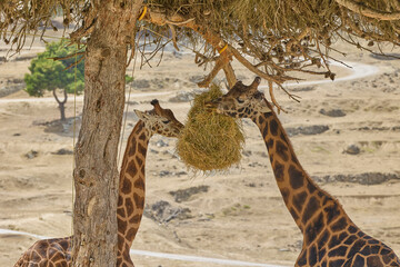 Giraffe feeding from hay suspended in tree at safari park © Anna Baranova