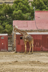 Giraffe standing beside enclosure building in safari wildlife park © Anna Baranova