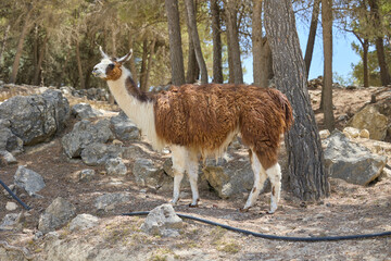Fototapeta premium Brown and white llama standing among rocks and pine trees in safari park
