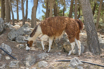 Fototapeta premium Brown and white llama standing among rocks and pine trees in safari park
