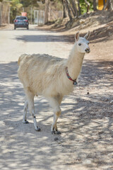 Fototapeta premium White llama standing on dirt road in wildlife safari park