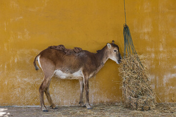 Nilgai antelope feeding from hay net in wildlife enclosure © Anna Baranova