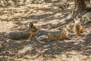 Fototapeta premium Group of Patagonian maras resting in shaded natural enclosure