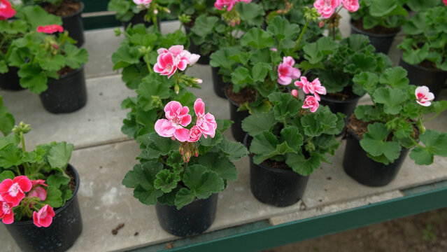 Closeup pink pelargonium flowers greenhouse, potted plants, lush green soft leaves, ideal for broll intro. Decorative Bright blossoms in greenhouse setting. Vivid pelargoniums. Beautiful Nature video