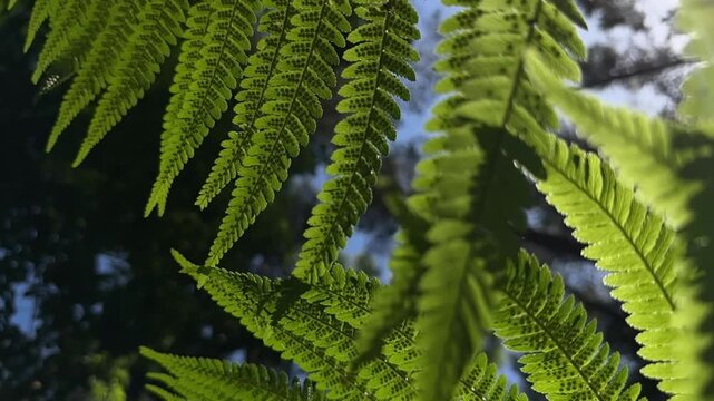 Slow motion view through fern leaf into sunlit forest. Sunlight filtering upward through green foliage in woods. Atmospheric nature scene shot from below..