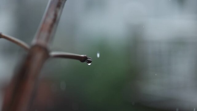 Heavy rain closeup with raindrops, eaves flow, bamboo leaf and calm white noise.