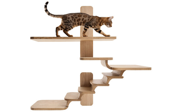 Premium commercial cat lifestyle advertising, beautiful Bengal cat confidently walking across modern wooden wall-mounted cat shelves and climbing steps, isolated on pure white seamless background, ele