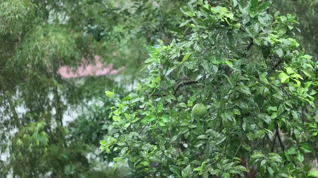 Heavy rain closeup with raindrops, eaves flow, bamboo leaf and calm white noise.