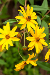 Fototapeta premium Bright Yellow Wildflowers Blooming In Summer Garden