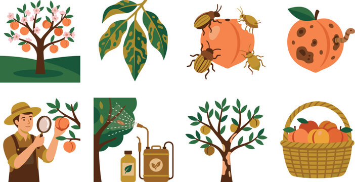 Peach Tree Disease and Pest Control Vector Icon Set Featuring Diseased Leaves Insects Farmer Inspection Pesticide Sprayer and Healthy Basket Harvest