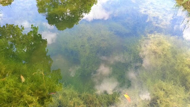 High angle zoom out shot of a natural pond filled with green algae and cloud reflection