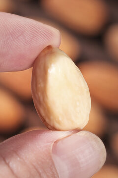 Hand Holding Single Blanched Almond Nut Close-up with Creamy Texture and Natural Background