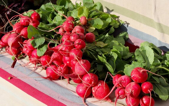 Freshly picked radishes at farmer's market
