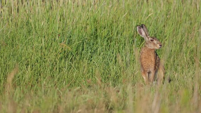 European brown hare (Lepus europaeus) standing alert in tall grass near farmland during golden summer light.