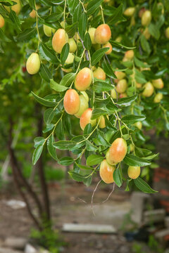 Fresh Red Dates Hanging on Tree Branches in Garden