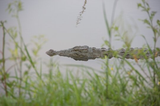 Saltwater Crocodile Floating in Calm Water in Sri Lanka