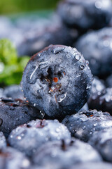 Fresh Blueberries with Water Droplets - Macro Close-up of Ripe Organic Berries © KieuThi