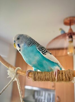 petite perruche bleue sur son perchoir