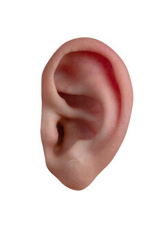 Close-up of a human ear isolated on transparent background, perfect for medical, healthcare, and anatomy concepts.
