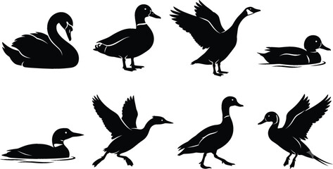 Collection of water birds black silhouettes featuring ducks geese and swans swimming standing and flying isolated on white background.eps © MdMorsalin