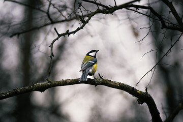blue tit on branch on a foggy day © Valentin