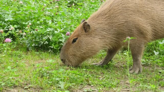 Capybara eats grass, close up.