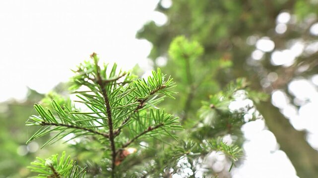 Spring nature, green fir tree branches, rotation, green needles