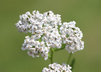 Common yarrow (Achillea millefolium) wild medicinal plant blooming in a meadow © Rita Puteikytė