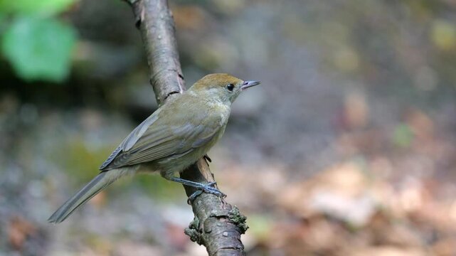 Female of Blackcap (Sylvia atricapilla), he carefully observes his surroundings with evident apprehension and fast breathing