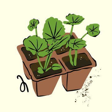 Sprouts, green baby plants, fresh leaves. Seedlings in small containers with soil peat. Growing, replanting, spring garden, hobby, farm concept. Hand drawn Vector illustration. Isolated design element